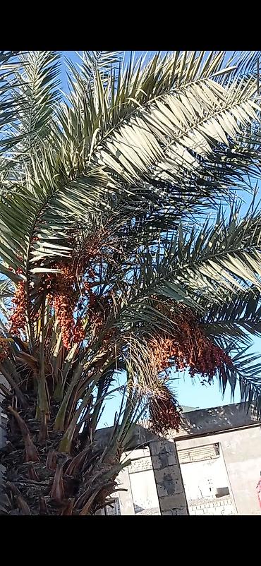 palma ağacı qiyməti: Xurma ağacları satılır .10 manatdan 150 manata kimi hazır dipcəklardə — 1