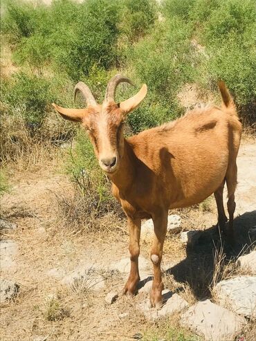 Digər kənd təsərrüfatı heyvanları: Cəmisi 16 sani keçisidir onlardan 6 tısı erkek 10 dişi hal hazırda — 3