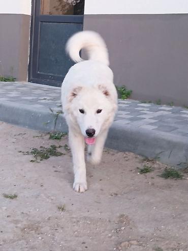 it ucun dermanlar: Samoyed, 9 ay, Dişi — 1