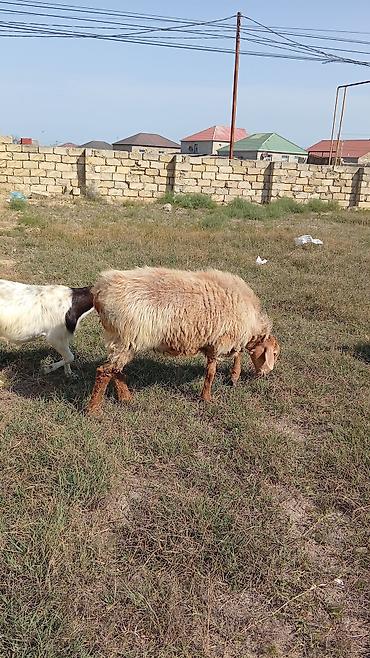 qoyun derisi: Dişi, il: 2, 60 kq, Damazlıq, Ünvandan götürmə — 3