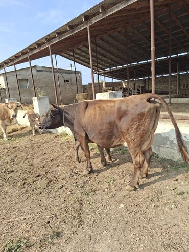 simmental inekler: Коровы, быки