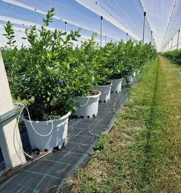 Baštenski alati i oprema: 1,5mx100m- Agrotekstil-Premium-CENA JE SA DOSTAVOM, nemate nikakve — 5