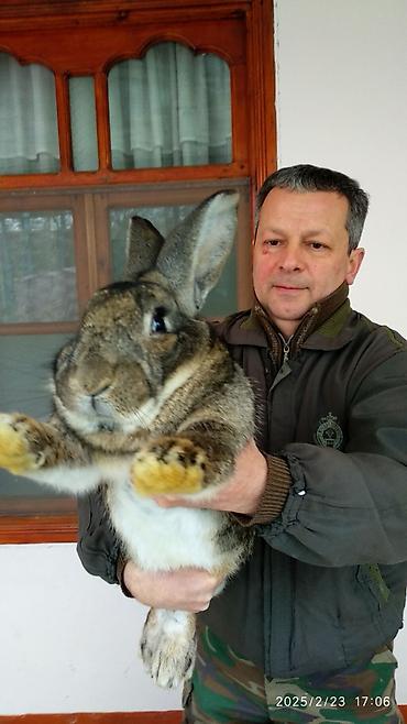 heyvan yemlərinin satışı: Dovşanlar Flandr cinsli. Flandr cinsli dovşan balaları satılır. Ən — 2