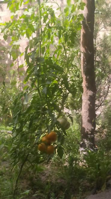 Томат: Семена помидор жёлтые красные. находится в Пригородном.( не для поля — 9