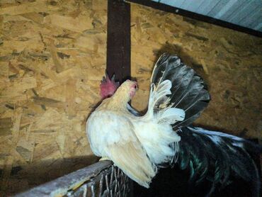 Куры, петухи: Продаю | Петух, Куры — 6