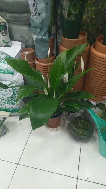 Şitillər: Gül satsi Vathcapa yazın isdediyniz gülü ünvanda catraq Otaq gülleri — 13