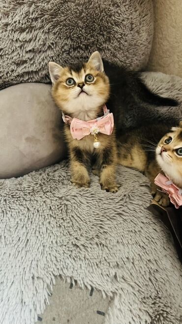 Pişiklər: Şinşilla, Dişi — 14