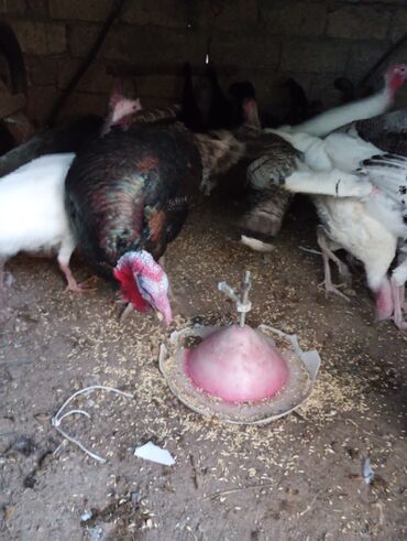 Hinduşka: Erkək, Damazlıq, Ünvandan götürmə — 1