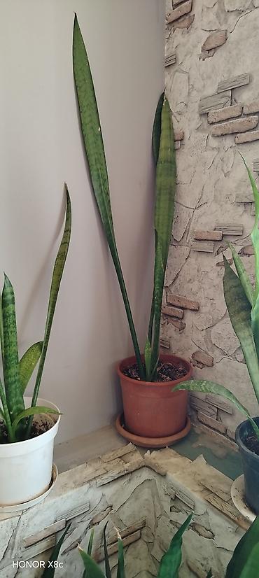 otaq arakesmeleri: Sansevieria (Qayın dilı / “Snake Plant”) – dekorativ otaq bitkisi - — 2