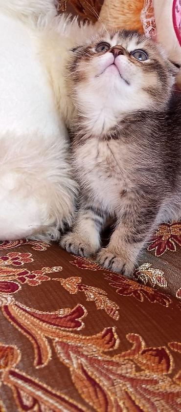 Pişiklər: Şotland — 10