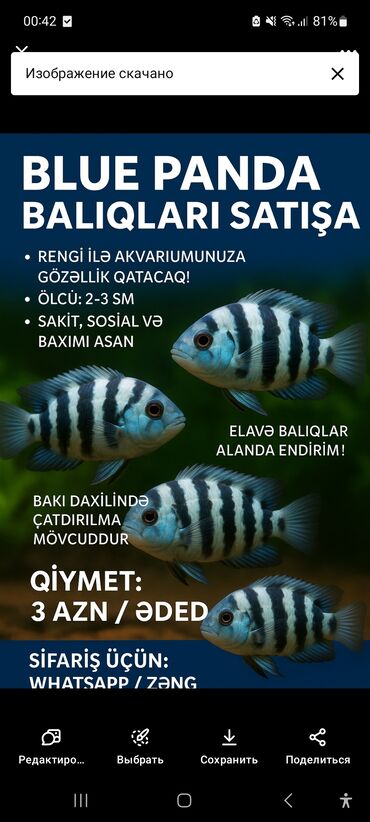 Gəmiricilər: Cixlid balığı