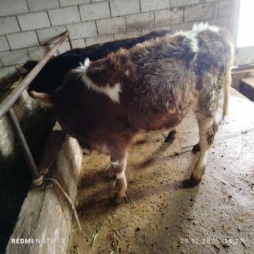 Коровы, быки: Продаю | Музоо, торпок | На откорм | Привязанные — 2