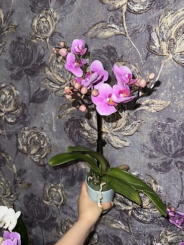 Орхидеи: Орхидея оптом и в розницу принимаем корпоративные заказы !!! Г at lalafo.kg — 21 Орхидеи: Орхидея оптом и в розницу принимаем корпоративные заказы !!! Г — 21