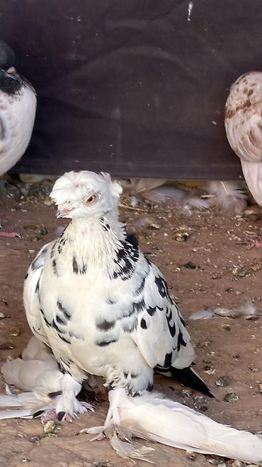 коты бишкек: В продаже игровые голуби🕊️
Здоровые, ухоженные, игровые голуби — 3