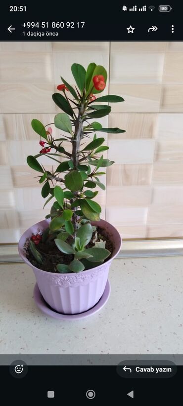 Otaq bitkiləri: Otaq bitkiləri — 2