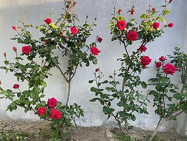 Divanlar: Künc divan, Açılmayan, Parça — 27