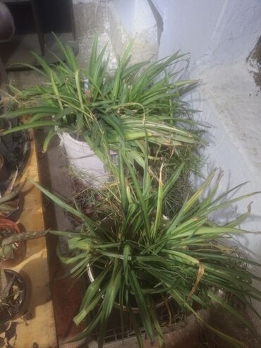 форель александровка: Продаю два больших хлорофитума цена 100 сом за ведро находится в