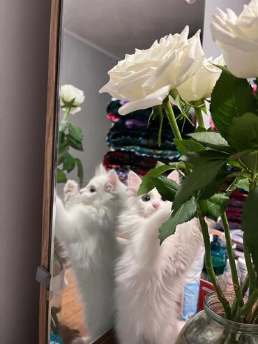 турецкая ангора кошка: Турецкая ангора 7 месяцев приучен к латку. Очень ласковый,игривый кот