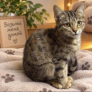 Домашняя Кошечка, тигровый табби. Описание: - Окрас: серо-коричневый