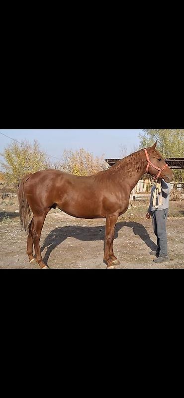 ат конь: Продаю | Конь (самец) | Английская | Конный спорт | Племенные — 4
