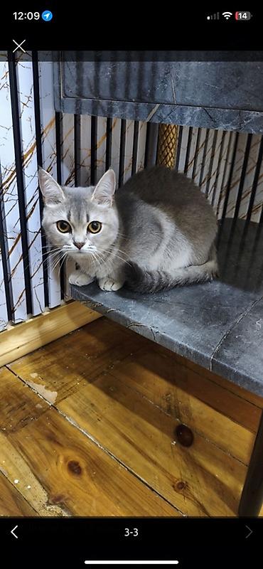 pisik: Şinşilla, Dişi, Ödənişli çatdırılma — 1