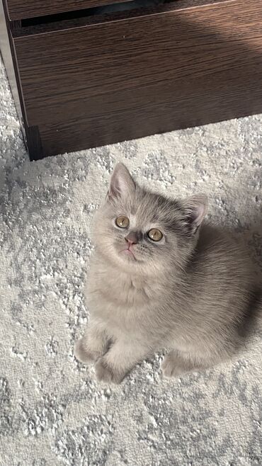 скоттиш фолд шотландская вислоухая кошка: Скотиш Страйт (Шотландская прямоухая), 2 месяца, Девочка, Лиловый, Приучена к лотку