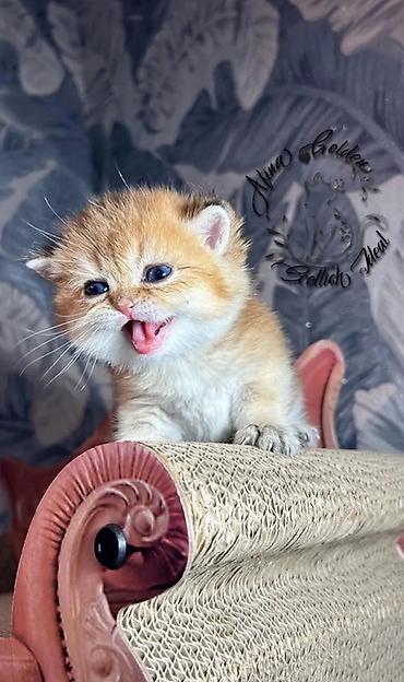 Продажа кошек: Скотиш Фолд (Шотландская вислоухая), 1 месяц, Мальчик, Золотая шиншилла, Приучена к лотку — 20