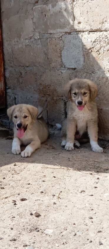 pitbull itlər: Qurdbasar, 3 ay, Erkek, Ünvandan götürmə