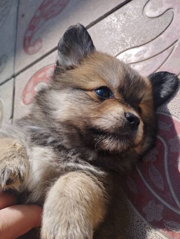 котёнок в добрые руки: Pekines cinsi erkək 1ay yarımlıqdır lalafo.az -da котёнок в добрые руки: Pekines cinsi erkək 1ay yarımlıqdır