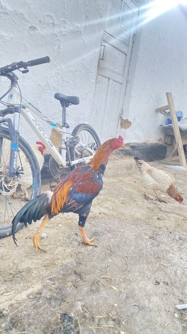 Куры, петухи: Продаю | Петух | Для разведения — 4