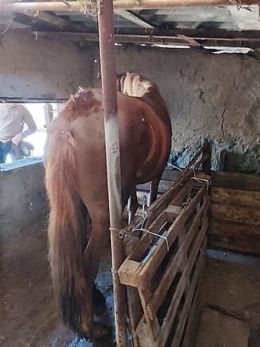 Лошади, кони: Продаю | Кобыла (самка) | На забой — 4