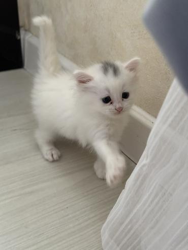 Pişiklər: Yaxşı əllərə -da lalafo.az — 8 Pişiklər: Yaxşı əllərə — 8