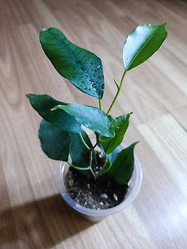 Фикусы: Фикусы Бенджамина разных сортов. Укоренённые черенки в стаканчиках с — 4