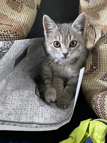 домик для собаки: Котёнок серо-полосатого окраса (табби). Крупные уши, выразительные