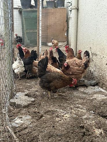 brama toyuqları: 13 denedi real alcya endrim olcaq barter yoxdu — 2
