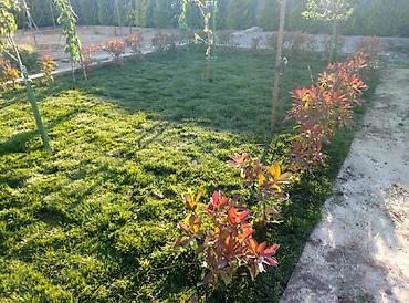 Toxumlar: Super qazon enli yarpaq sıx və alaqsız hörmetli ve deyerli — 13