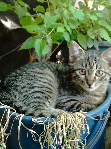 котята норвежской лесной кошки: 3 месяца, Мальчик, Метис — 2