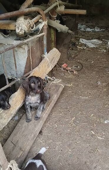 продажа домашних животных: Дратхаар, 2 месяца, Самец, С прививкой