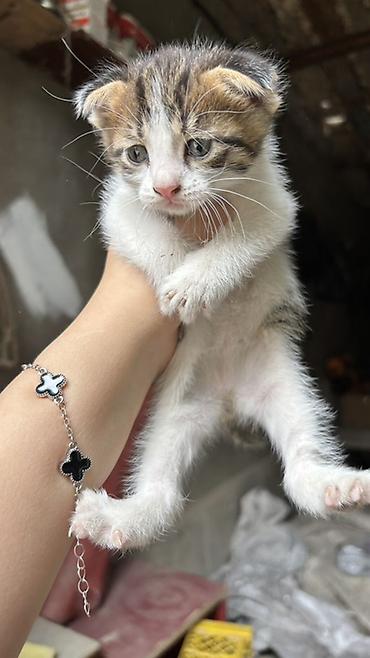 кошки маин кун: Котята от домашней кошки вислоухие все На выбор окрасы: - черный — 4