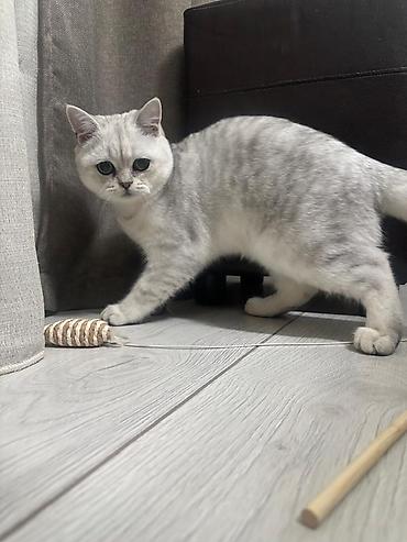 кошка мальчик: Вязка: Скотиш Страйт (Шотландская прямоухая), Мальчик, 1 год, С документами, С прививками, Серебристая шиншилла — 2