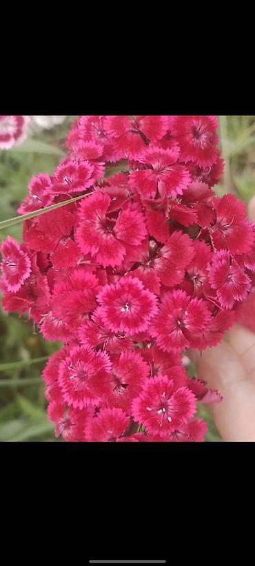 Гвоздика турецкая (Dianthus barbatus), садовые сорта, многоцветные. -
