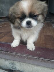 İtlər: Pekines, 1 ay, Dişi, Ödənişli çatdırılma — 13