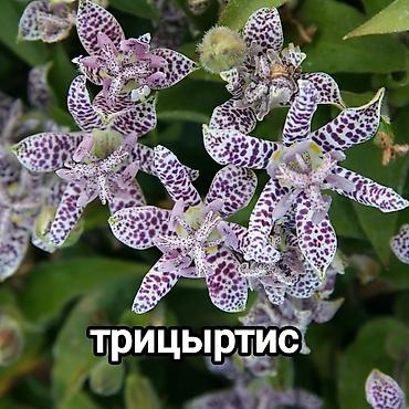 Другие садовые цветы и кустарники: Хосты и садовая фуксия — сортовые растения для вашего сада. - Hosta — 11