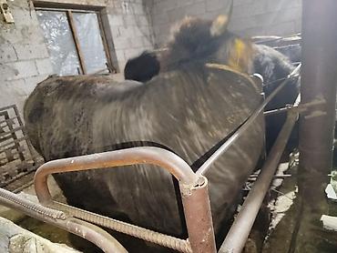 Коровы, быки: Продаю | Бык (самец) | На откорм | Привязанные — 14