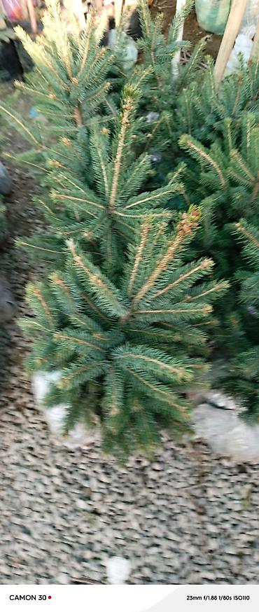 Газон: САЖЕНЦЫ САМШИТЫ саженцы кустарников саженцы магнолии саженцы олеандра at lalafo.kg — 9 Газон: САЖЕНЦЫ САМШИТЫ саженцы кустарников саженцы магнолии саженцы олеандра — 9