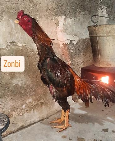 beçə: Salam elekum menim doluyumdu 2 yasi var bir gozu kordu heyvana soz ola — 1