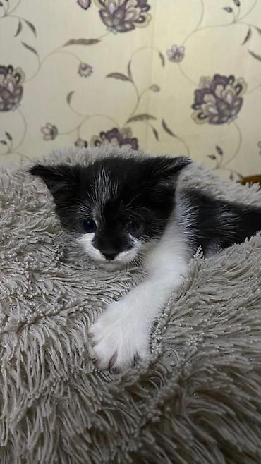 котята отдам: Кошка даром: Беспородная, 2 месяца, Девочка, Приучена к лотку — 1