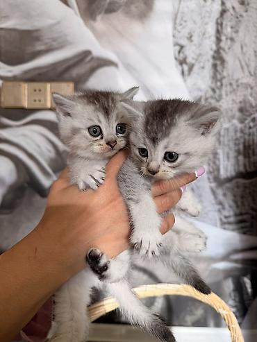 Pişiklər: Britan — 4