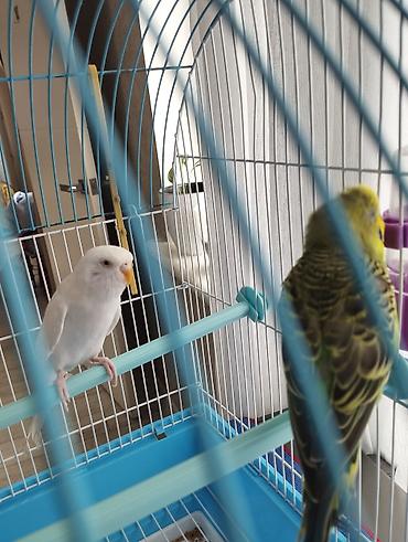 Птицы: Волнистые попугаи (пара) - Вид: волнистый попугай (Melopsittacus — 3