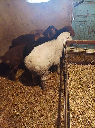 Баран, овца: Продаю | Ягненок | Для разведения — 1